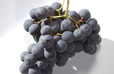 Beliebte Informationen zum Versandhandel Kalterer Wein: Unsere Sorten