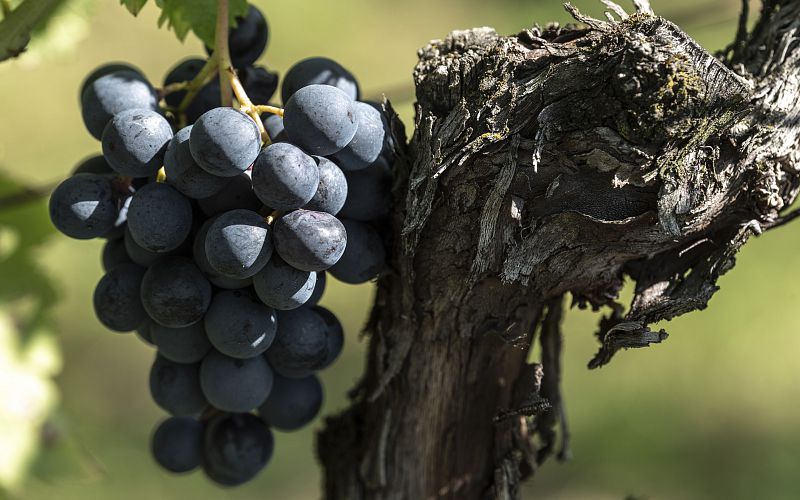 wein
