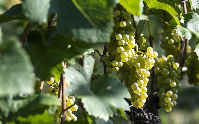 wein