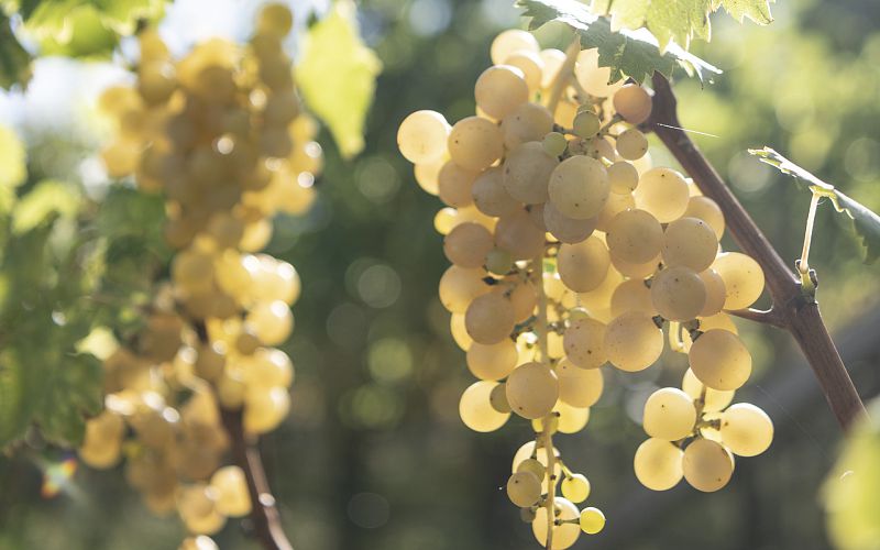 wein